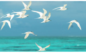 flock of seagulls flying over beach