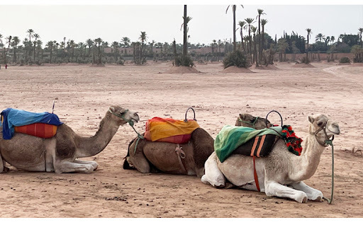 3 camels in Morocco with colorful bags on hump