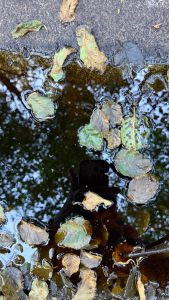 Autumn leaves float on a dark, reflective puddle along a stone edge, with tree branches mirrored above.