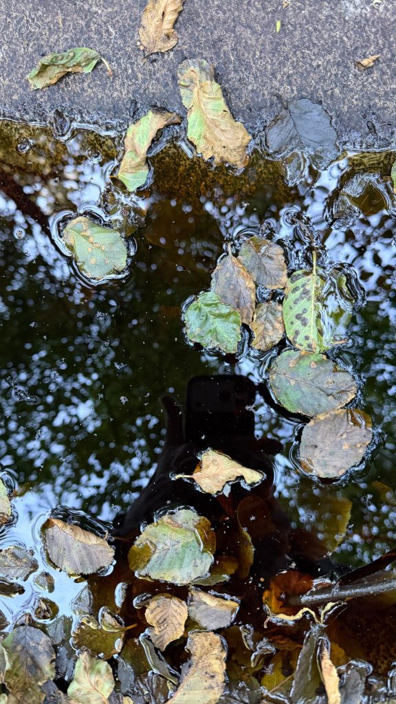 Autumn leaves float on a dark, reflective puddle along a stone edge, with tree branches mirrored above.